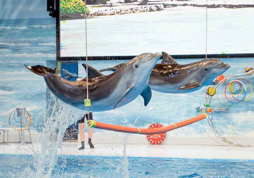 Dolphin Show