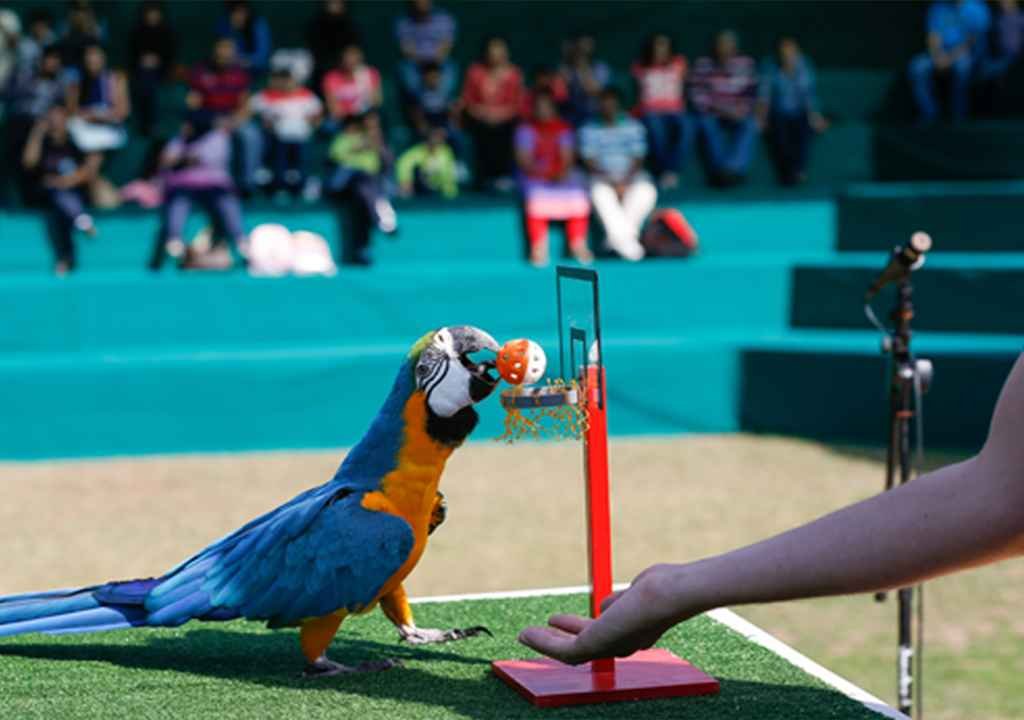 Birds Show